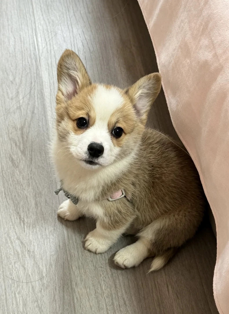 ポテト