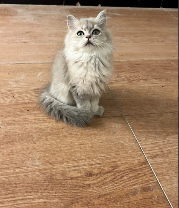 モチ