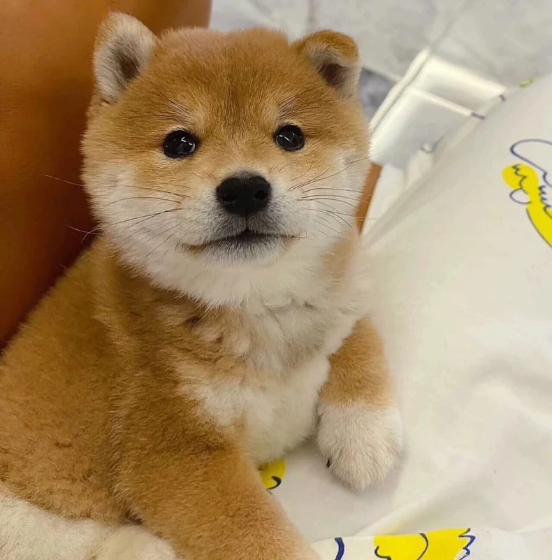 みかん