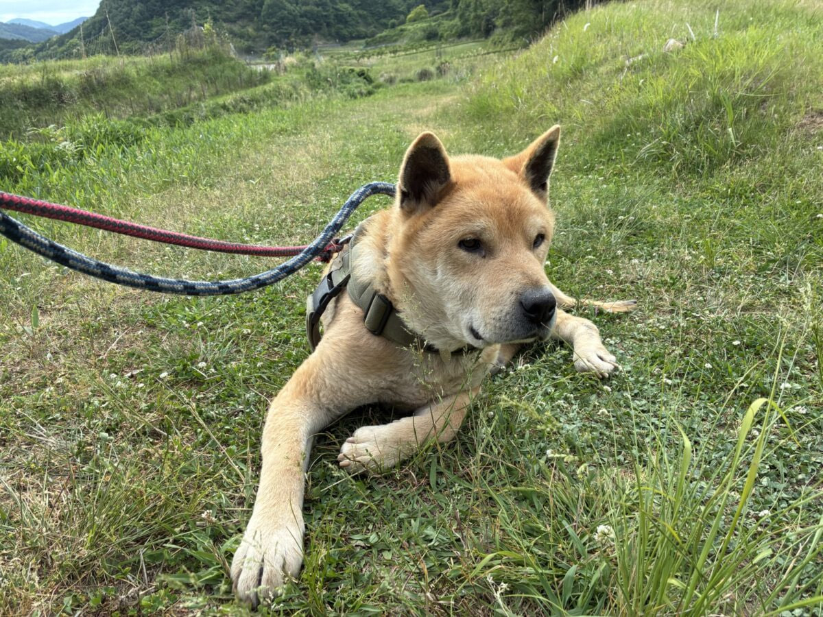 アホアン