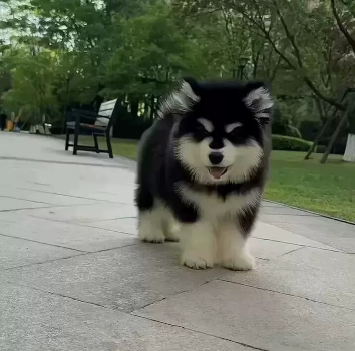 ごま