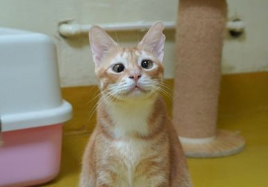 ヨウタ